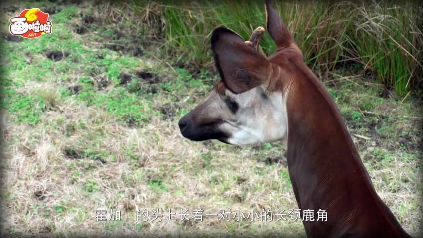 探秘地球非洲大冒险，百度网盘(920.99M)