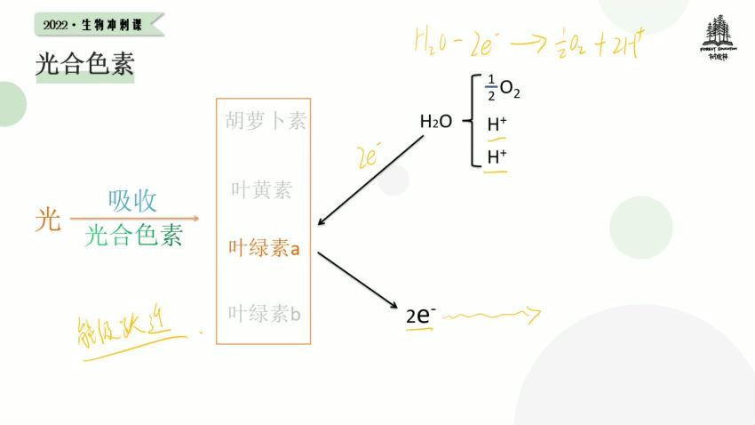 2022树成林冲刺班生物，百度网盘(3.97G)