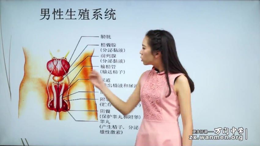 牛佳丽人教版初中生物七年级下册 (868.55M)